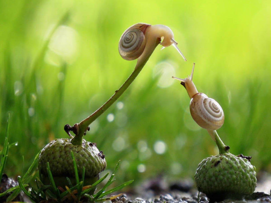 Ein Motiv aus dem Kalender at Schneckentempo durch das Jahr - CALVENDO Foto-Puzzle'