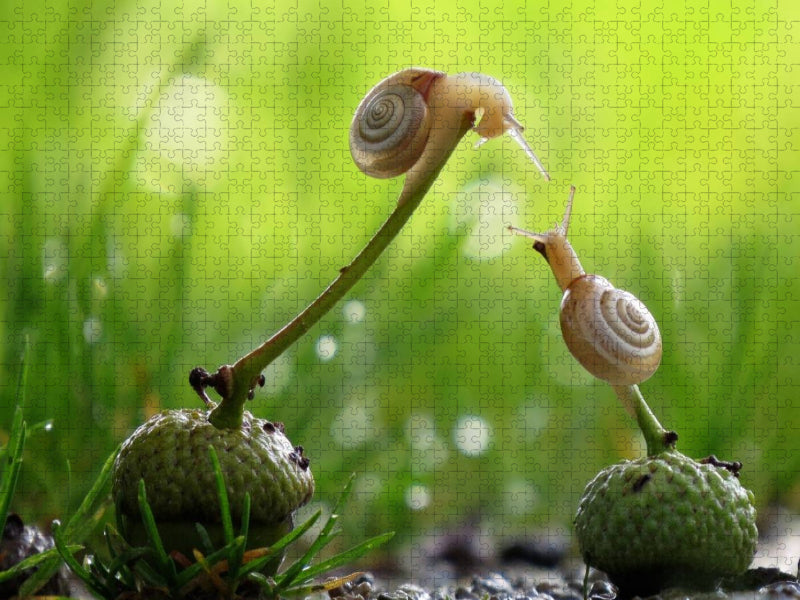Ein Motiv aus dem Kalender at Schneckentempo durch das Jahr - CALVENDO Foto-Puzzle'
