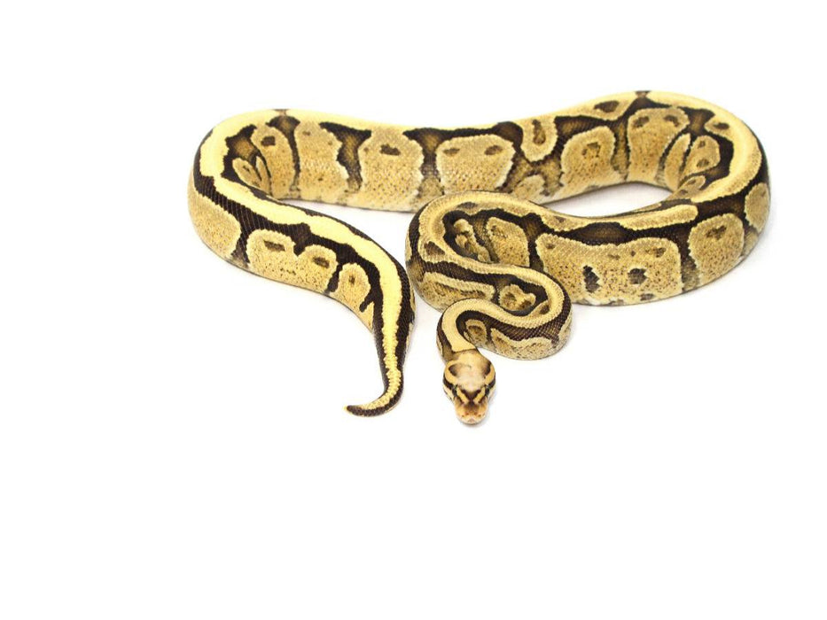 Snake - CALVENDO Foto-Puzzle'