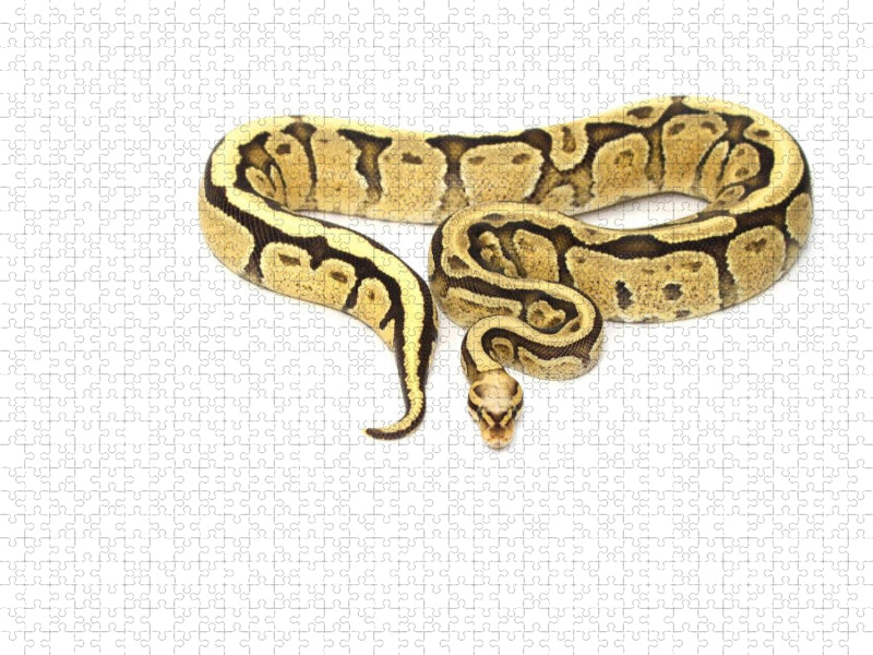Snake - CALVENDO Foto-Puzzle'