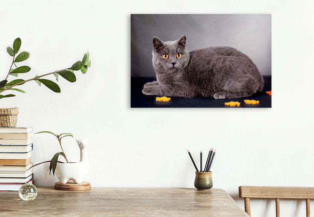 Toile textile haut de gamme Toile textile haut de gamme 120 cm x 80 cm paysage Un motif du calendrier British Shorthair Cats 