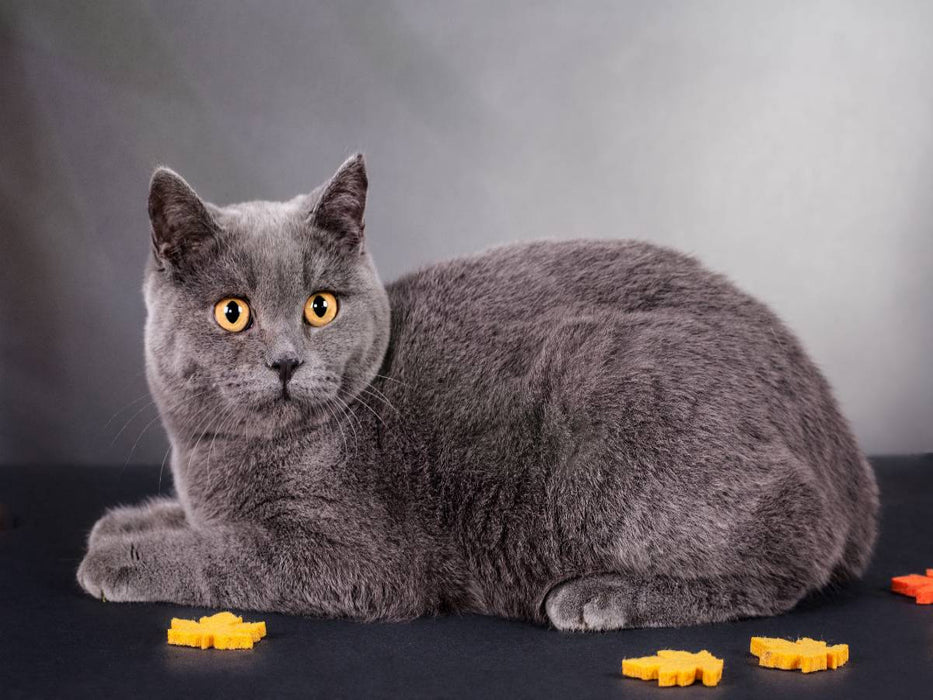 Ein Motiv aus dem Kalender Britisch Kurzhaar Katzen - CALVENDO Foto-Puzzle'