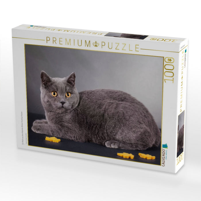 Ein Motiv aus dem Kalender Britisch Kurzhaar Katzen - CALVENDO Foto-Puzzle'