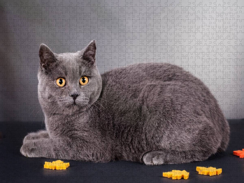 Ein Motiv aus dem Kalender Britisch Kurzhaar Katzen - CALVENDO Foto-Puzzle'