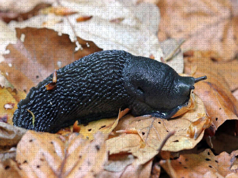 Schwarzer Schnegel (Limax cinereoniger) - CALVENDO Foto-Puzzle'