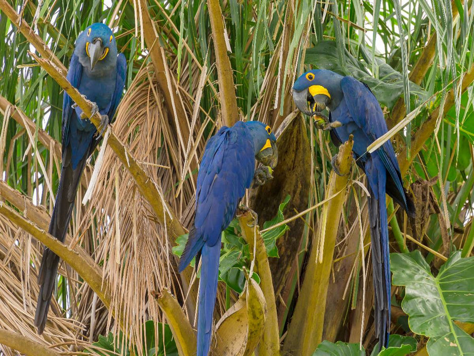 Hyazintharas - CALVENDO Foto-Puzzle'