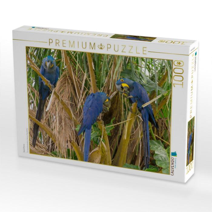 Hyazintharas - CALVENDO Foto-Puzzle'