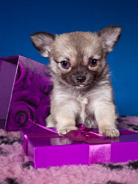 Ein Motiv aus dem Kalender Chihuahua Welpen - CALVENDO Foto-Puzzle'