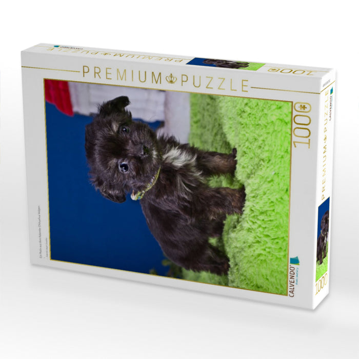 Ein Motiv aus dem Kalender Chihuahua Welpen - CALVENDO Foto-Puzzle'