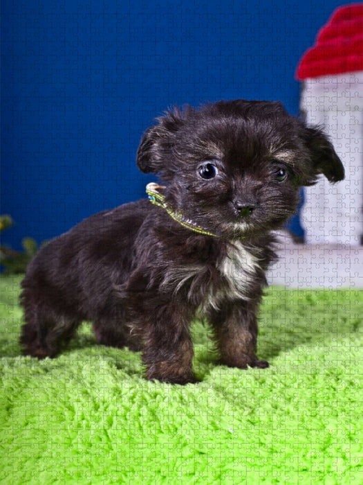 Ein Motiv aus dem Kalender Chihuahua Welpen - CALVENDO Foto-Puzzle'