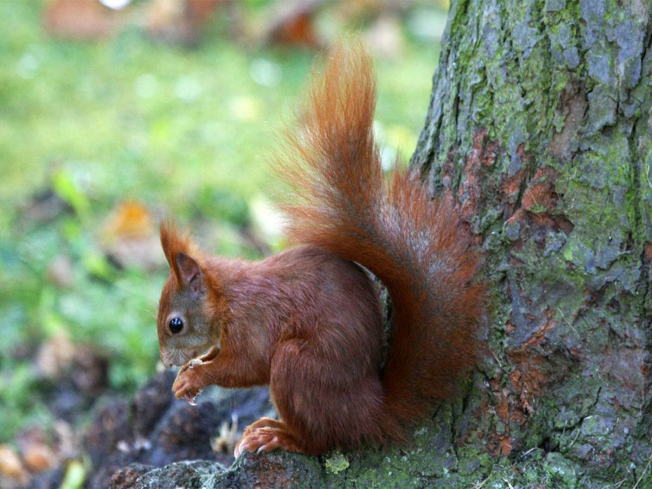Eichhörnchen in freier Natur - CALVENDO Foto-Puzzle'