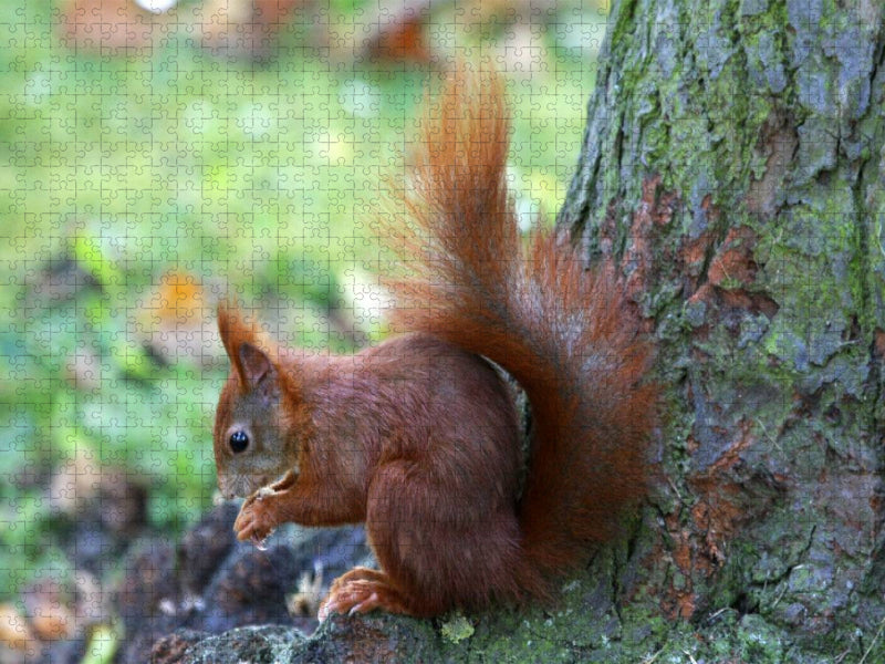 Eichhörnchen in freier Natur - CALVENDO Foto-Puzzle'