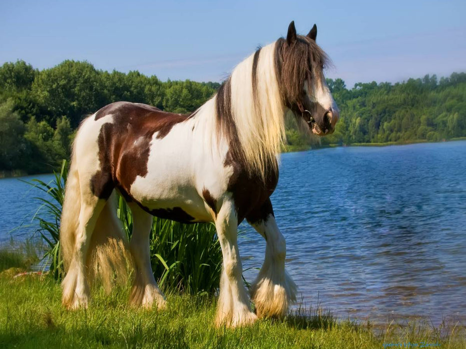 Ein Motiv aus dem Kalender Gypsy Horses - CALVENDO Foto-Puzzle'