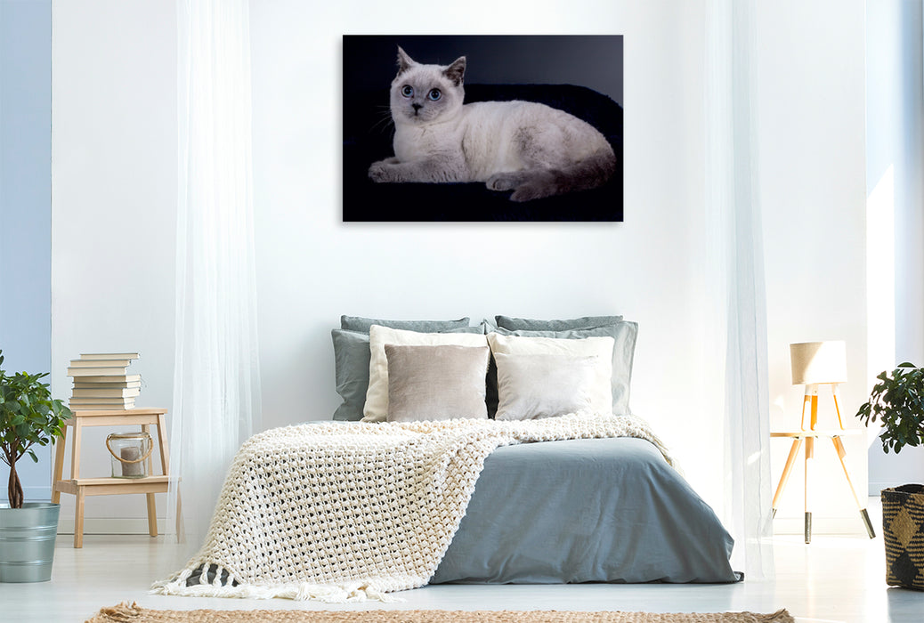 Premium Textil-Leinwand Premium Textil-Leinwand 120 cm x 80 cm quer Ein Motiv aus dem Kalender Britisch Kurzhaar Katzen