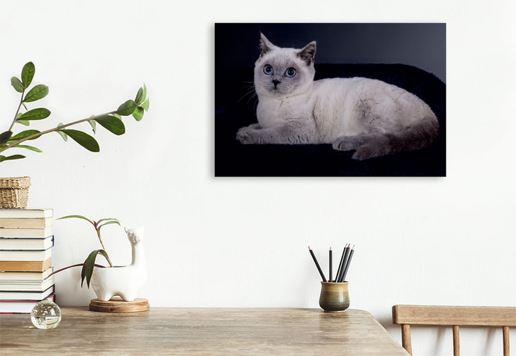 Premium Textil-Leinwand Premium Textil-Leinwand 120 cm x 80 cm quer Ein Motiv aus dem Kalender Britisch Kurzhaar Katzen