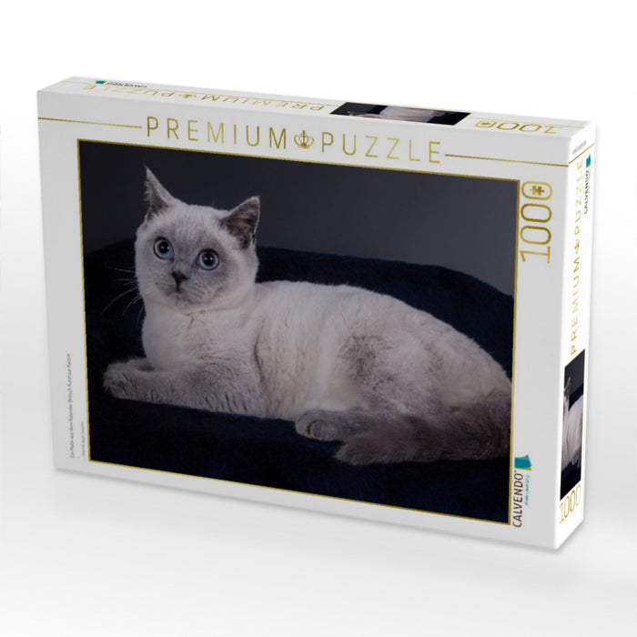 Ein Motiv aus dem Kalender Britisch Kurzhaar Katzen - CALVENDO Foto-Puzzle'