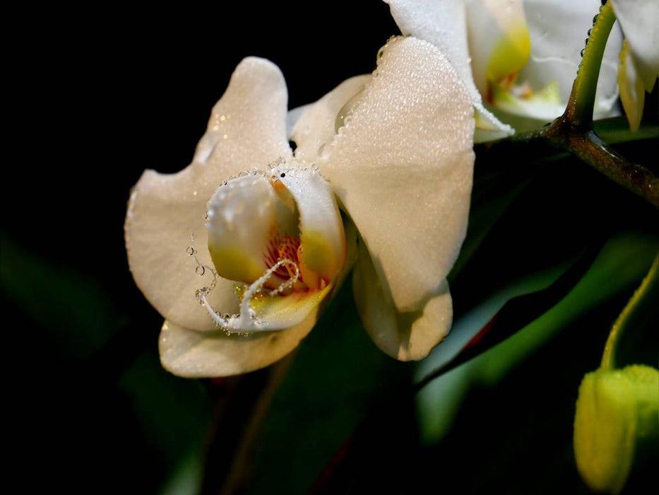 Orchidee und Tropfen - CALVENDO Foto-Puzzle'