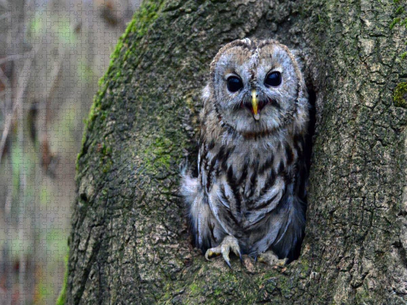 Waldkauz - CALVENDO Foto-Puzzle'