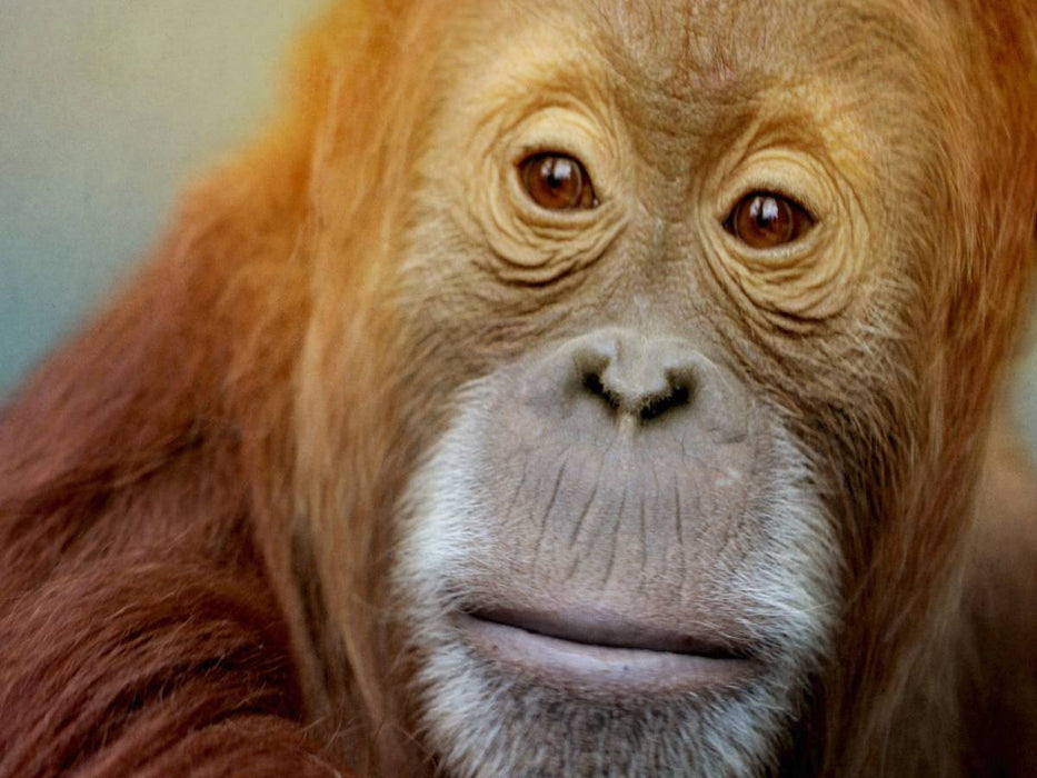 Orang Utan Porträt - CALVENDO Foto-Puzzle'