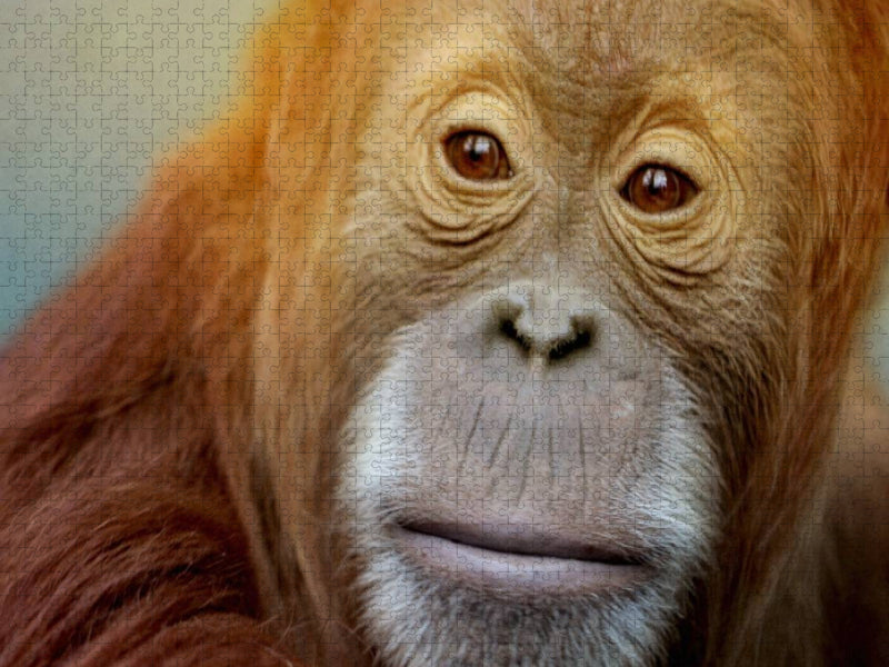 Orang Utan Porträt - CALVENDO Foto-Puzzle'