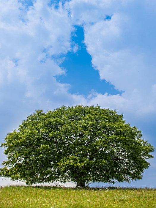 April: Mitte April ist es schon warm und die Eiche steht im wunderbaren Grün. - CALVENDO Foto-Puzzle'
