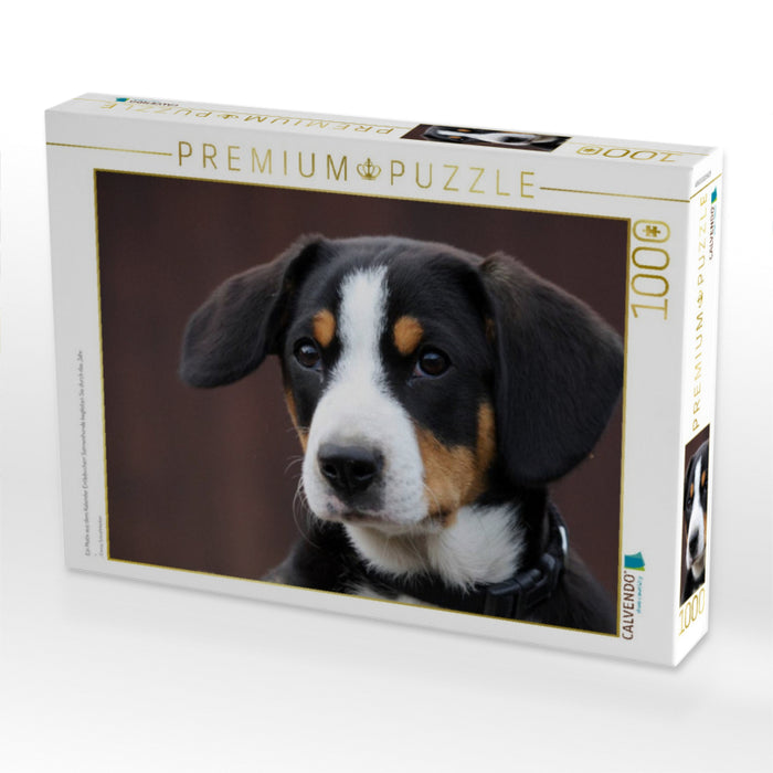Ein Motiv aus dem Kalender Entlebucherr Sennenhunde begleiten Sie durch das Jahr - CALVENDO Foto-Puzzle'