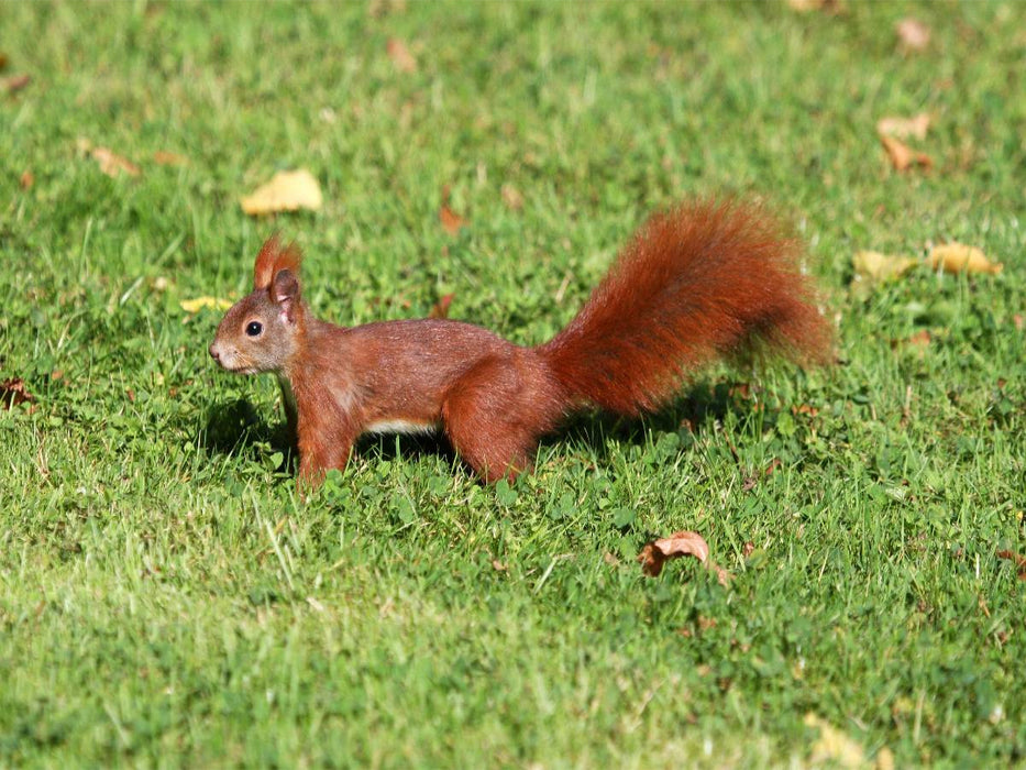 Eichhörnchen im ParkEichhörnchen - CALVENDO Foto-Puzzle'