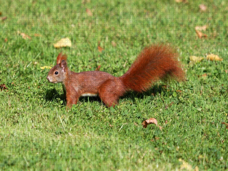Eichhörnchen im ParkEichhörnchen - CALVENDO Foto-Puzzle'