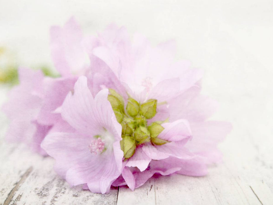 Zart violette Blümchen - CALVENDO Foto-Puzzle'