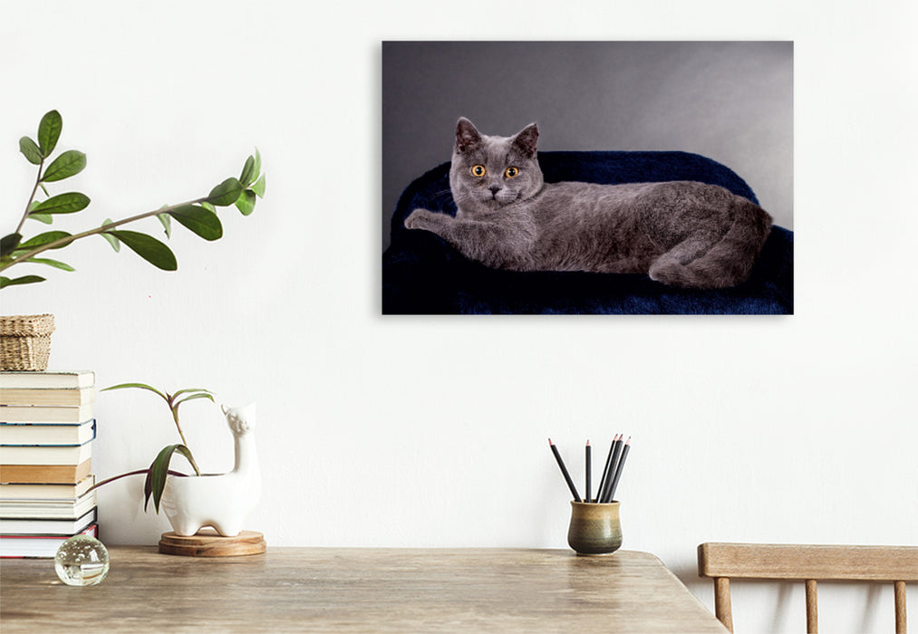 Toile textile premium Toile textile premium 120 cm x 80 cm paysage Un motif du calendrier British Shorthair Cats - Planner 