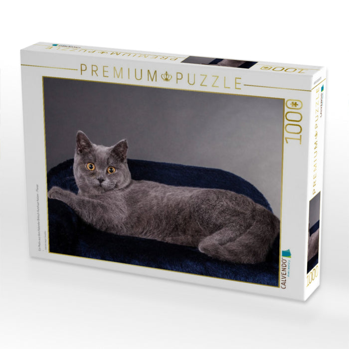 Ein Motiv aus dem Kalender Britisch Kurzhaar Katzen - Planer - CALVENDO Foto-Puzzle'
