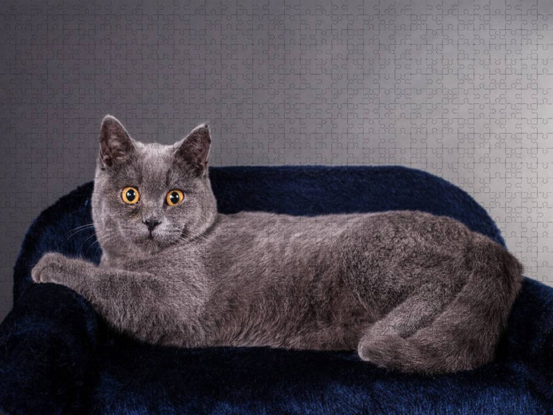 Ein Motiv aus dem Kalender Britisch Kurzhaar Katzen - Planer - CALVENDO Foto-Puzzle'