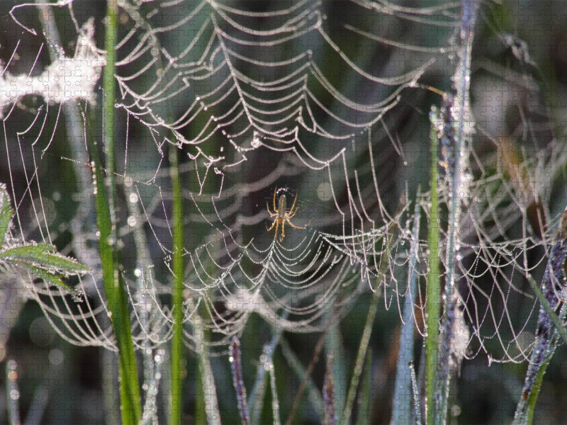 Gesponnen hat die Spinne fein und hofft auf Beute die fliegt rein. - CALVENDO Foto-Puzzle'