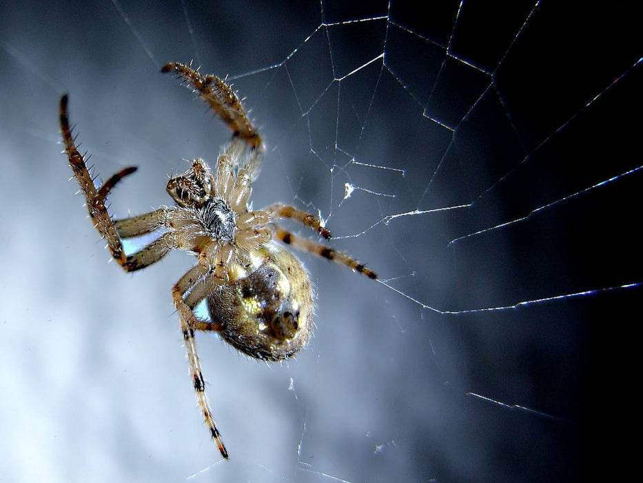 Der Spinne auf den Bauch geguckt, hat sich die lecker Beute schnell verdruckt. - CALVENDO Foto-Puzzle'