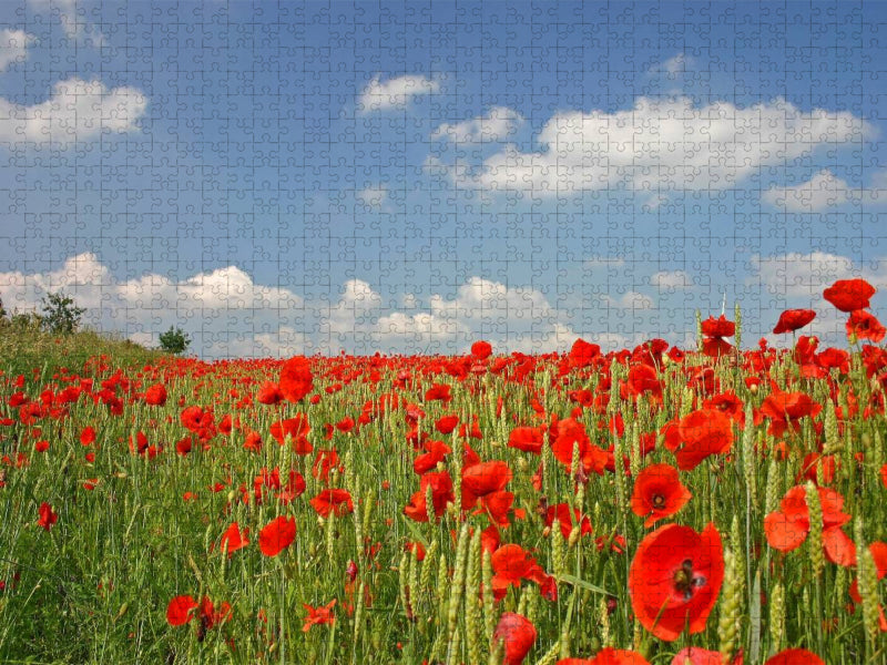 Mohnblumenfeld - CALVENDO Foto-Puzzle'