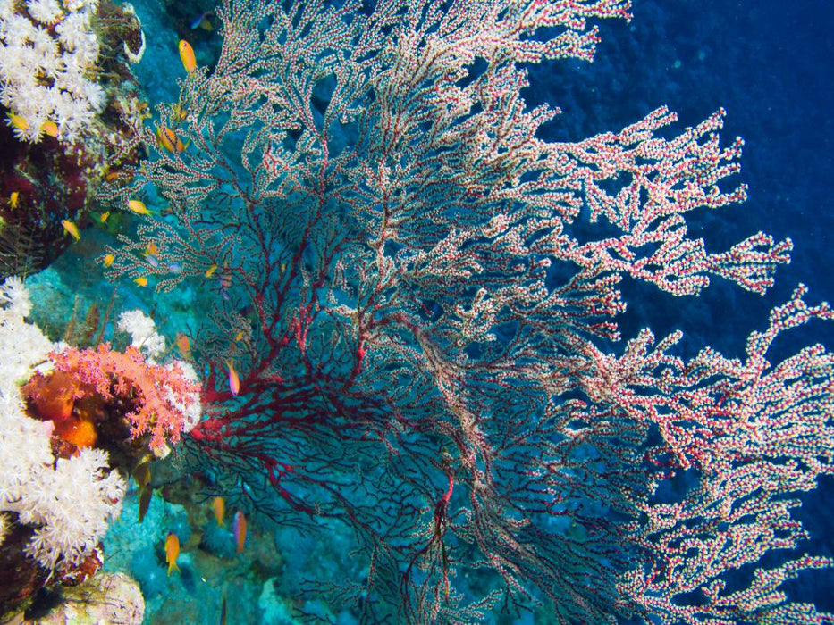 Gorgonie - CALVENDO Foto-Puzzle'