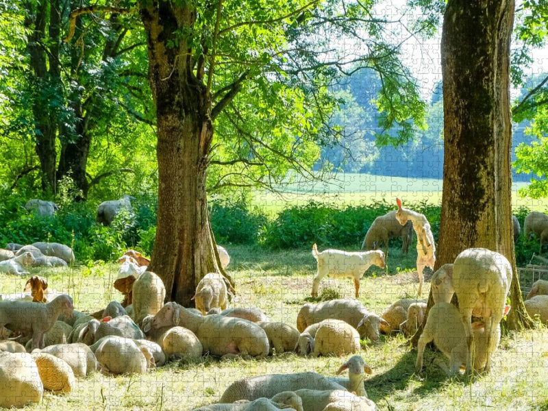 Schafe - CALVENDO Foto-Puzzle'
