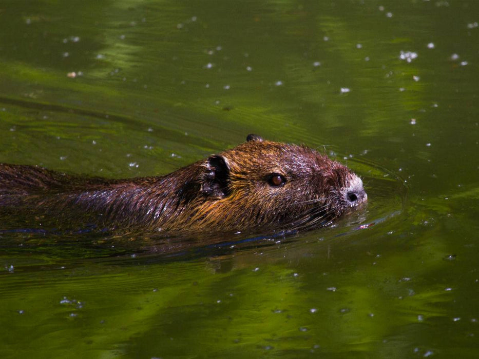 Nutria - CALVENDO Foto-Puzzle'