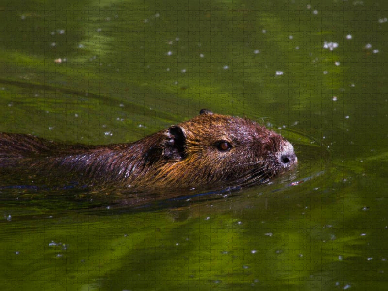 Nutria - CALVENDO Foto-Puzzle'