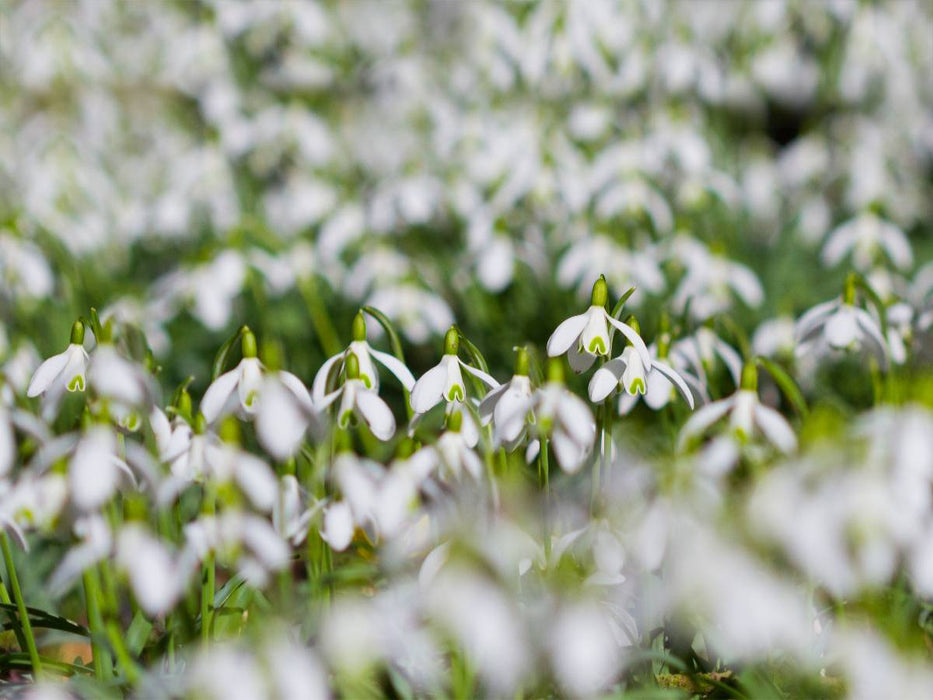 Schneeglöckchen - CALVENDO Foto-Puzzle'