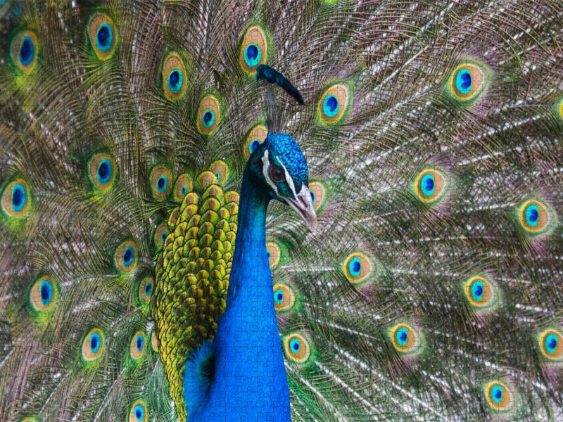 Blauer Pfau - CALVENDO Foto-Puzzle'