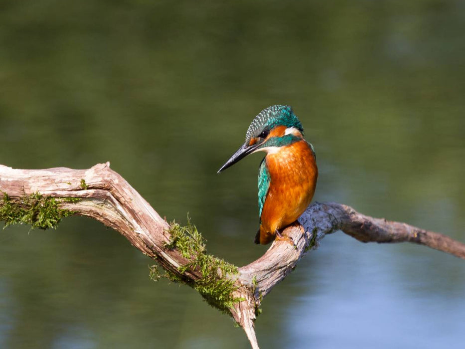 Eisvogel - CALVENDO Foto-Puzzle'