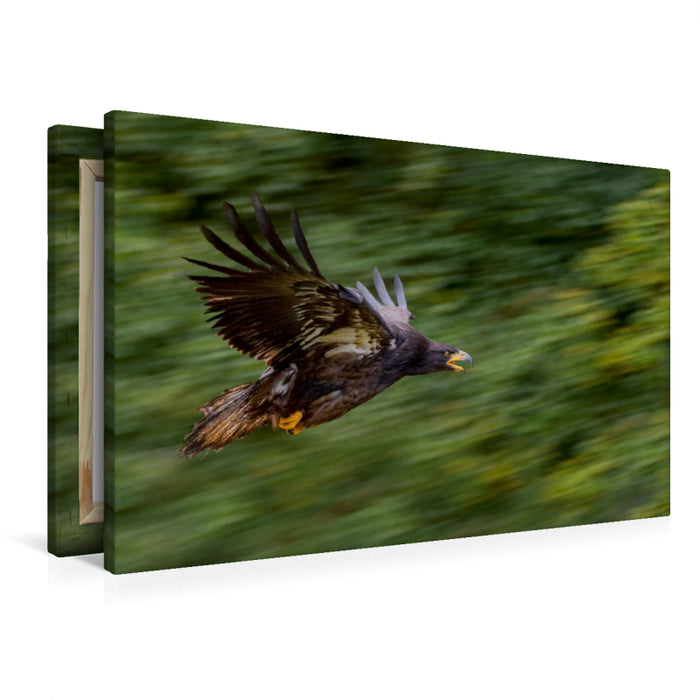 Premium Textil-Leinwand Adler