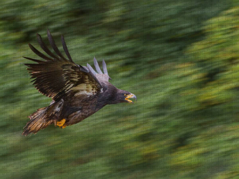 Adler - CALVENDO Foto-Puzzle'