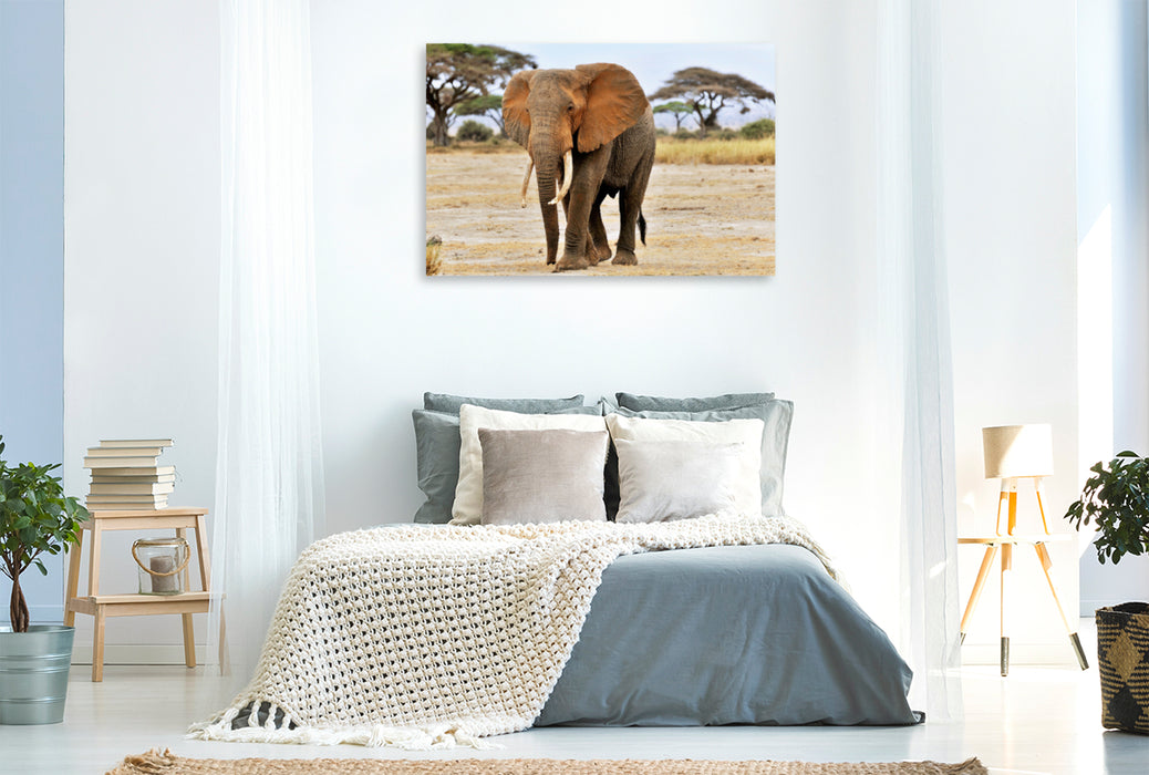 Premium Textil-Leinwand Premium Textil-Leinwand 120 cm x 80 cm quer Elefant in Amboseli