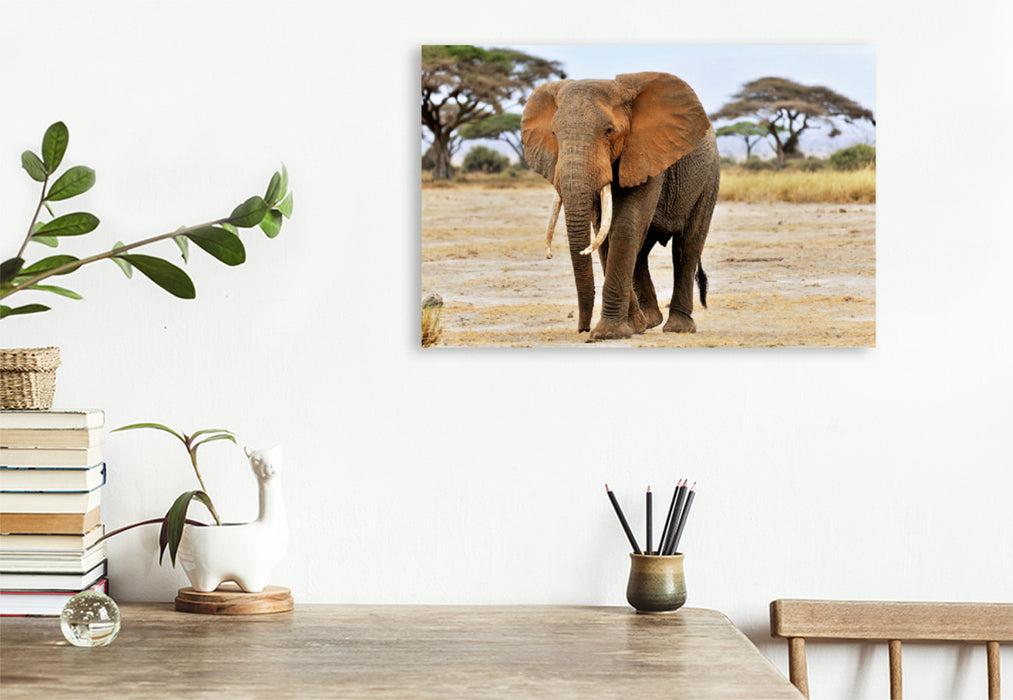 Premium Textil-Leinwand Premium Textil-Leinwand 120 cm x 80 cm quer Elefant in Amboseli