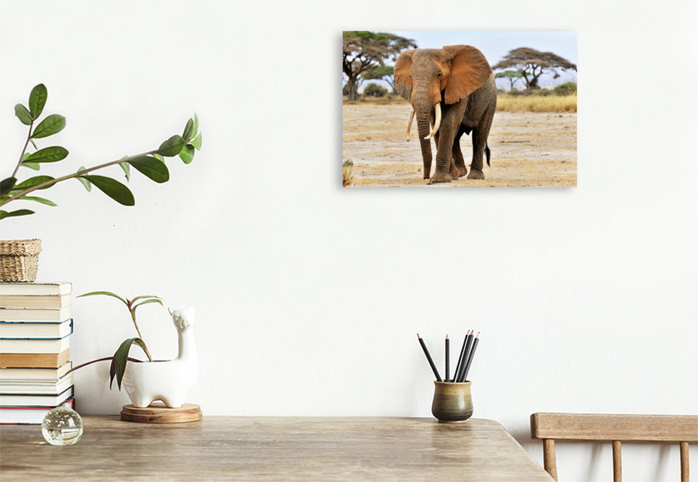 Premium Textil-Leinwand Premium Textil-Leinwand 120 cm x 80 cm quer Elefant in Amboseli