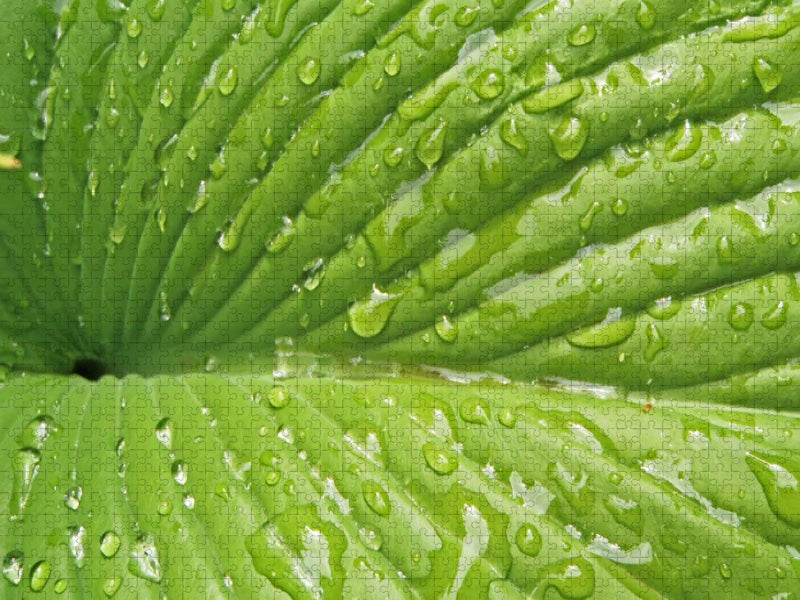 Ein Motiv aus dem Kalender Kraftquelle Grün - CALVENDO Foto-Puzzle'