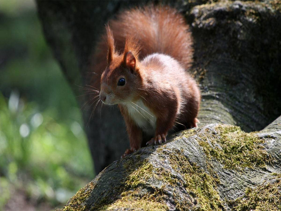 Eichhörnchen im Licht - CALVENDO Foto-Puzzle'