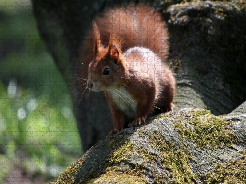 Eichhörnchen im Licht - CALVENDO Foto-Puzzle'